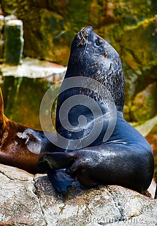 Sea lions in the Ballestas Islands 80 Stock Photo