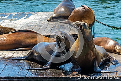 Sea lions bask in the sun near Pier 39 in San Francisco, in clear sunny weather. Concept, tourism, travel Stock Photo