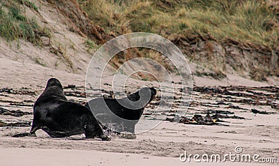 Sea lions on the beach at Otago Peninsula, South Island, New Zealand Stock Photo