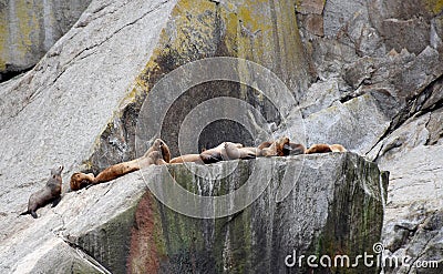 Sea Lions in the Kenai Fjords National Park, Alaska Stock Photo