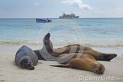 Sea Lions laze on a Galapagos beach in Sight of Dinghy and Cruise Ship Stock Photo