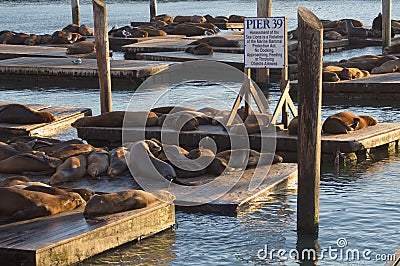 Sea Lions at Pier 39 Stock Photo