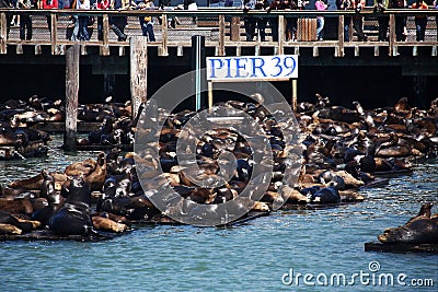 Sea Lions At Pier 39, San Francisco, California Stock Photo