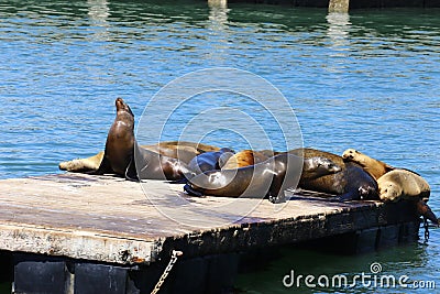 Sea lions, Pier 39, San Francisco, California Stock Photo