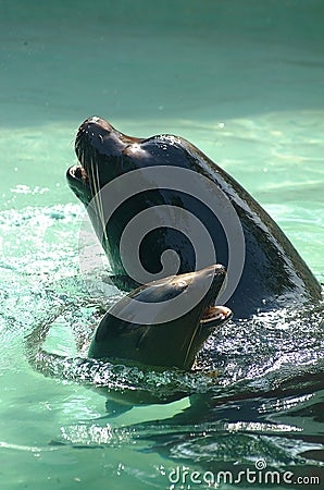 Sea lions in pool Stock Photo