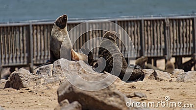 Sea Lions Relaxing On A Beach Stock Photo