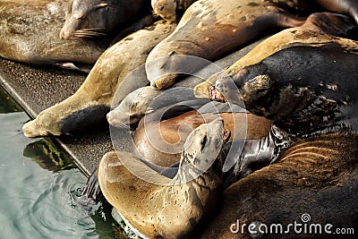 Sea lions resting on a dock. Editorial Stock Photo