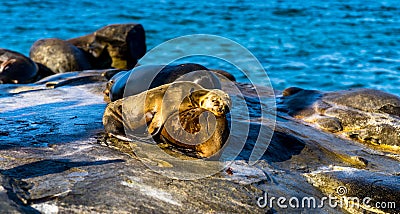 Sea lions resting on his mother, near La Jolla Beach. Stock Photo