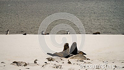 Sea Lions / Seals on Cuverville Island in Antarctica. Stock Photo