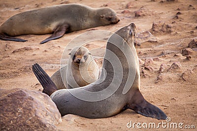 Sea Lions Seals, Otariinae with pups Stock Photo