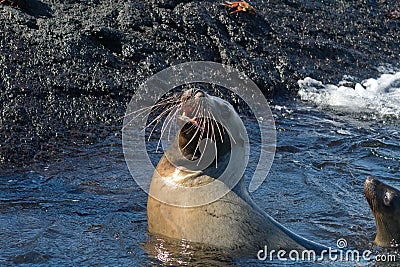 Sea lions in a tidal pool Stock Photo