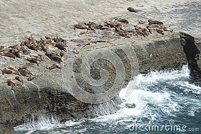 Sea Lions in the Valdes Peninsula Stock Photo