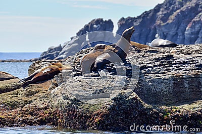 Sea Lions on Vulcanic rock formation on Corona Island, Loreto Mexico Stock Photo
