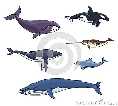Sea mammals cetacea - vector illustration Vector Illustration