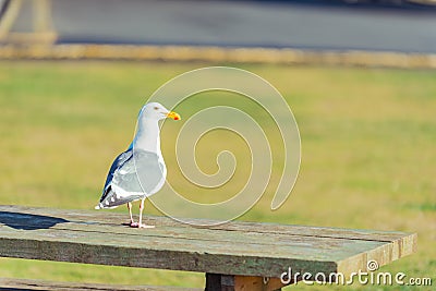 Sea-mew situating on wooden seat Stock Photo