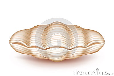 Mollusk closed seashell 3d realistic vector icon Vector Illustration