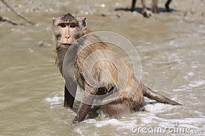Sea monkey Stock Photo