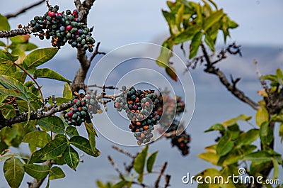 Sea, mountain landscape. The sea and mountains, mountain vegetation, the fruits of pistachio dupus. Stock Photo