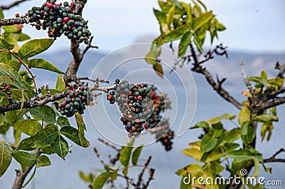 Sea, mountain landscape. The sea and mountains, mountain vegetation, the fruits of pistachio dupus. Stock Photo