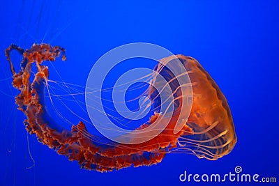 Sea nettle jellyfish Stock Photo