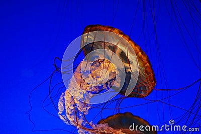 Sea nettle jellyfish Stock Photo