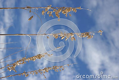 Sea Oats. Stock Photo