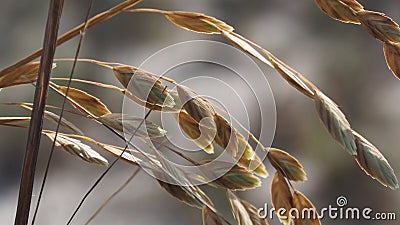 Sea Oats Closeup Stock Photo