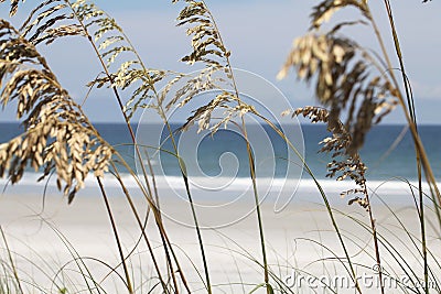 Sea oats Stock Photo