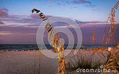 Gulf Shores Sea Oats at Sunrise Stock Photo
