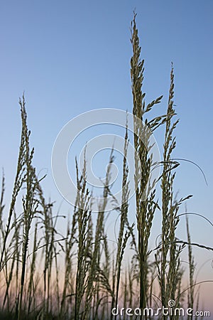 Sea Oats at Sunset in Jacksonville Beach Stock Photo