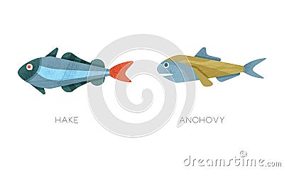 Sea Ocean Fishes Set, Hake, Anchovy Fish Flat Vector Illustration Vector Illustration