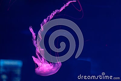 Sea and ocean jellyfish swim in the water close-up. Illumination and bioluminescence in different colors in the dark Stock Photo