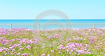 Sea ocean meeting sky and coloful pink thrift flowers beautiful blue sky Spring Summer scene Stock Photo