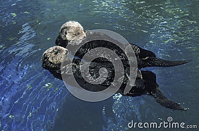 Sea Otter, enhydra lutris, Adults Stock Photo