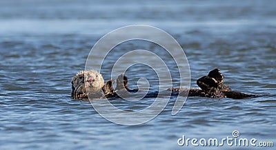 Sea Otter [enhydra lutris] with bloody nose floating in the Elkhorn Slough at Moss Landing on the Central Coast of California USA Stock Photo