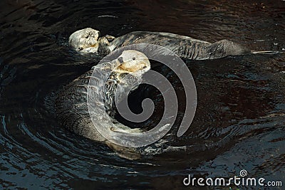 Sea otter Enhydra lutris Stock Photo