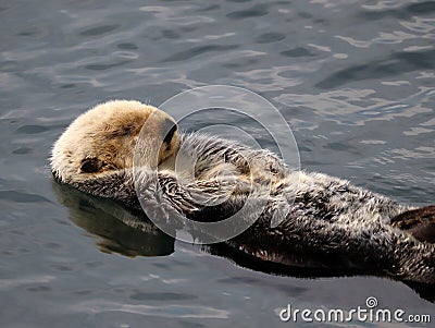 Sea otter, Enhydra lutris, in Pacific ocean Stock Photo