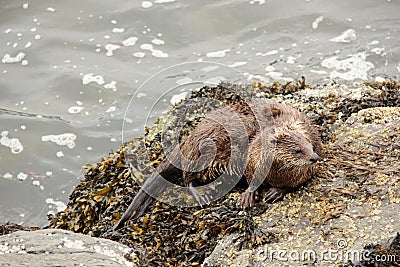 Sea Otter Stock Photo