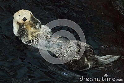 Sea otter Enhydra lutris Stock Photo