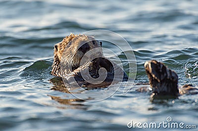 Sea otter floating on its back Stock Photo