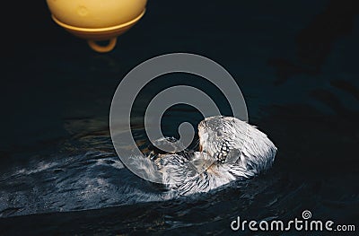 Sea Otter Floating in the Water Stock Photo