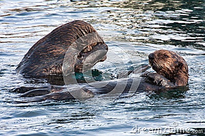 Sea otter grooming at the monterey boat harbor. Stock Photo