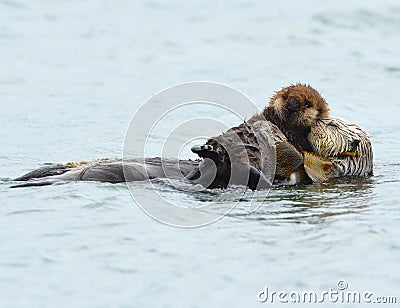 sea otter mother with adorable baby / infant in the kelp, big sur, california Stock Photo
