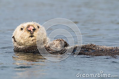 Sea otter with pink nose doing backstroke Stock Photo