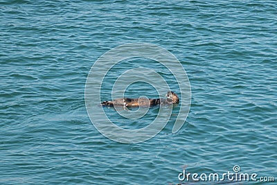 Sea Otter playing in San Luis Harbor Stock Photo