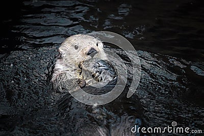 Sea otter posing in the water Stock Photo