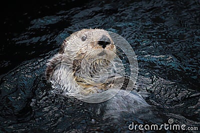 Sea otter posing in the water Stock Photo