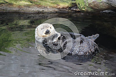 Sea otter Stock Photo