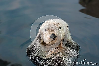 Sea otter Stock Photo