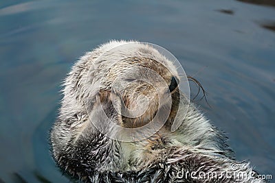 Sea otter Stock Photo